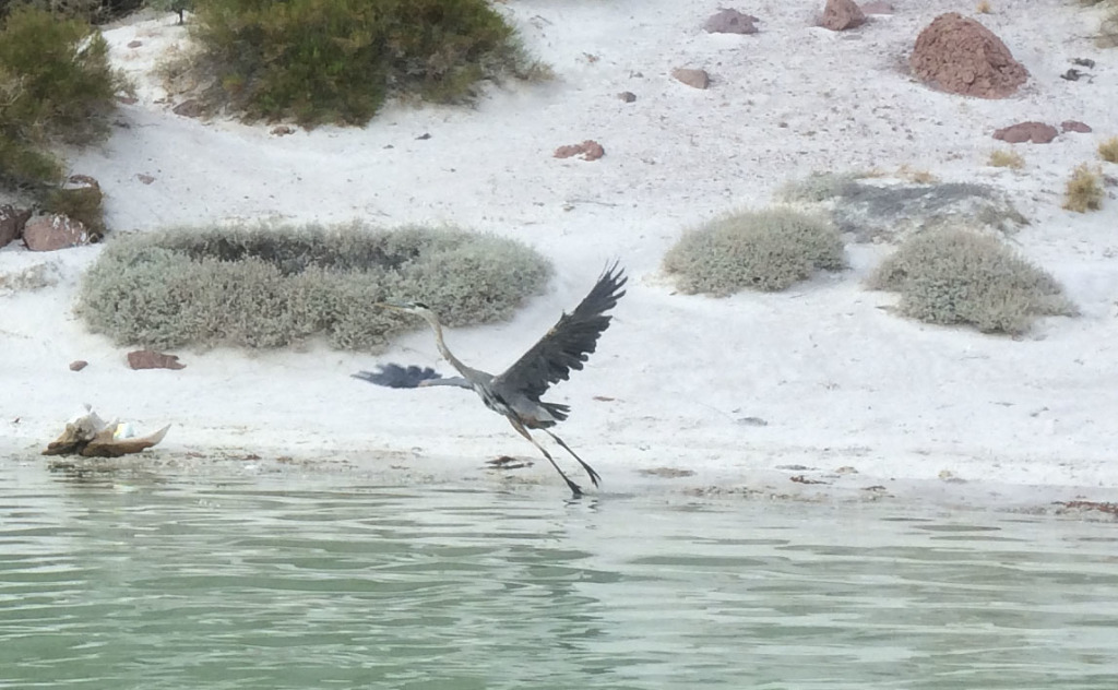 CaletaPartida Heron takeoff